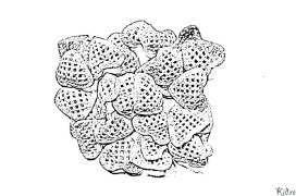 चिप्स मुद्रणयोग्य रङ पृष्ठहरू